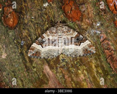 Common carpet moth, Epirrhoe alternata, roosting with wings spread on cherry tree bark in a UK garden Stock Photo