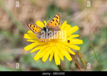 Small copper butterfly (Lycaena phlaeas) nectaring on a yellow wildflower, England, UK Stock Photo