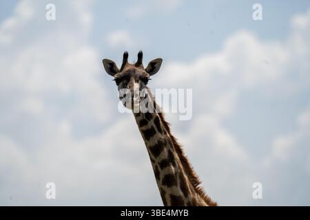 Close-up of a giraffe in Serengeti Stock Photo