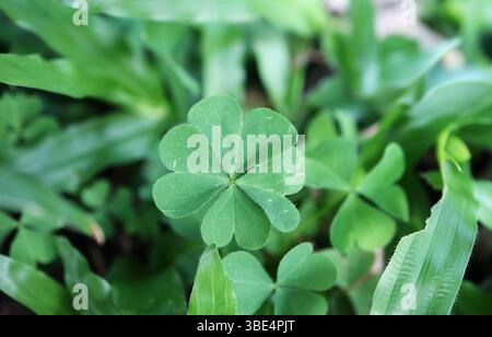 Closeup of Lucky Four-leaf Clover Among Shamrocks on Grass Field Stock Photo