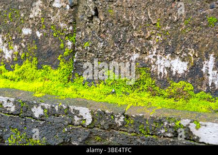 Brick wall with green moss growing on it. The moss is covering the wall and the bricks Stock Photo