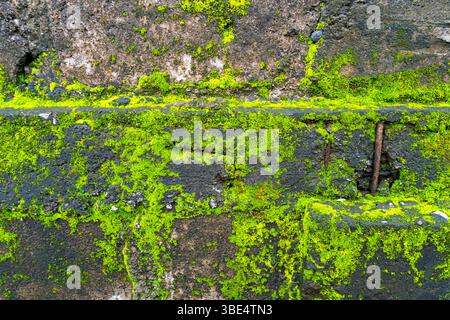 Brick wall with green moss growing on it. The moss is covering the wall and the bricks Stock Photo