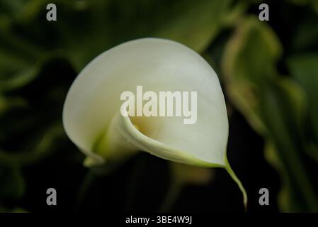 Calla lily after a rainy day Stock Photo