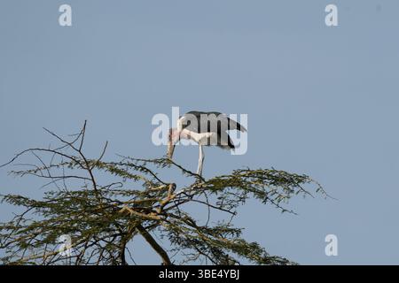 Marabou stork perched on acacia tree branch Stock Photo