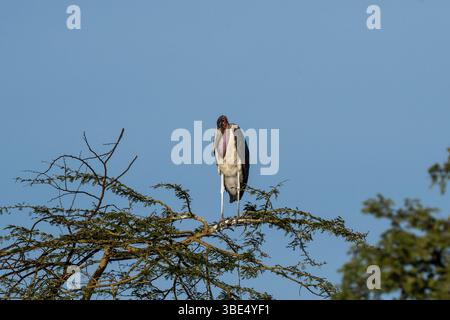 Marabou stork perched on acacia tree branch Stock Photo