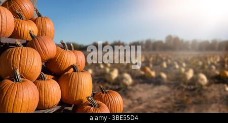 A display of orange pumpkins with defocused pumpking patch field in the background on a sunny Autumn day Stock Photo