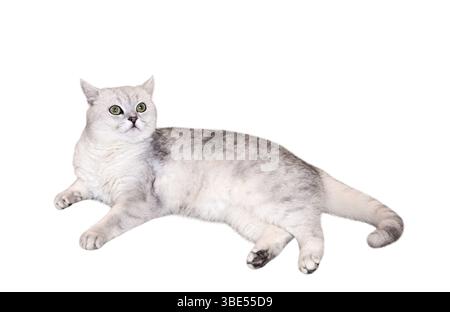 White grey Silver British Shorhair Cat lying down isolated cutout on white Stock Photo