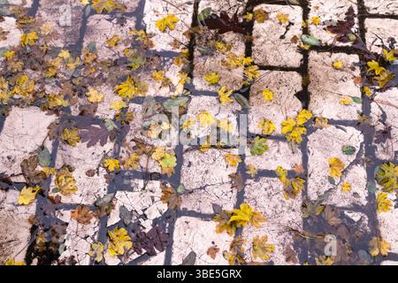 a gray concrete or asphalt surface covered with green moss or algae, creating a textured, natural pattern. Stock Photo