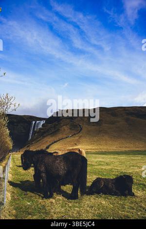 A group of Icelandic horses stands peacefully in a green field while people hike a trail toward a distant waterfall. Captured in the Icelandic country Stock Photo