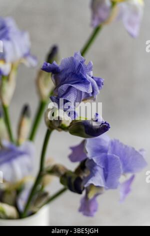 Elegant purple Iris flowers bloom beautifully from a white vase positioned on a soft gray background, highlighting their delicate petals and vibrant c Stock Photo