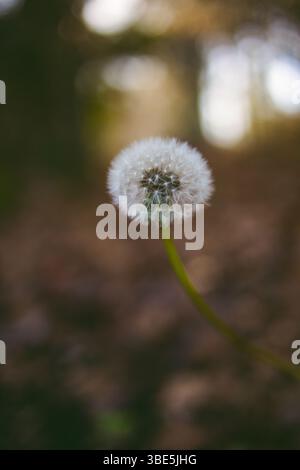 A delicate dandelion stands tall against a soft blurred background, basking in gentle sunlight. The intricate details of its seeds create a serene and Stock Photo