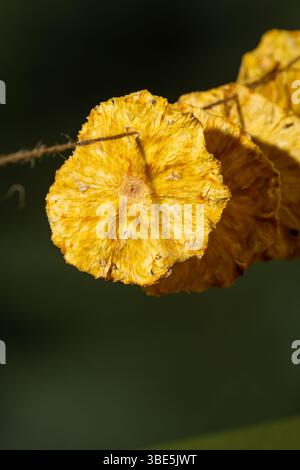 High resolution image showcasing vibrant yellow dried pineapple slices threaded on a string with detailed textures against a blurred green background. Stock Photo