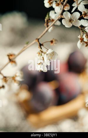 Vibrant Easter eggs hidden underneath delicate cherry blossoms, capturing the essence of spring and festive traditions on blurred background Stock Photo