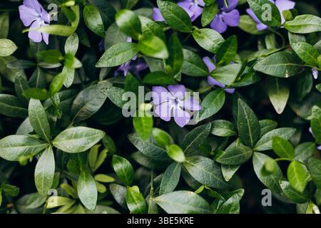 Vibrant periwinkle flowers nestled among dense green foliage in a shady forest setting. A natural ground cover that adds color and texture to woodland Stock Photo