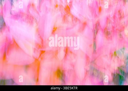 A dreamy abstract image featuring soft pastel pinks and oranges blending seamlessly. The image creates a delicate, romantic aesthetic, resembling blur Stock Photo