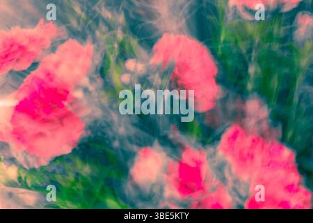 A dreamy abstract image of pink flowers against lush green, captured in a blurred motion style, creating a soft, impressionistic effect conveying move Stock Photo