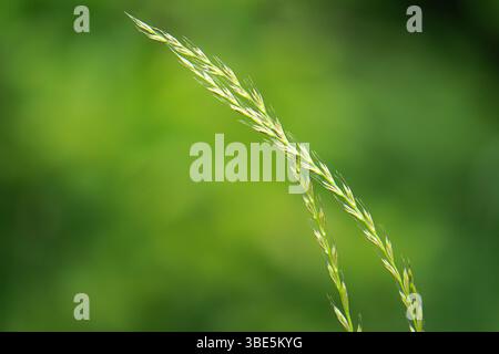 Close up of a delicate wheat grass stem against a blurred green background, capturing the serenity and simplicity of nature. Perfect for themes of gro Stock Photo