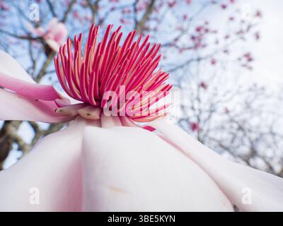 A vibrant close up shot of a blooming pink magnolia flower against a blurred background of blue sky and branches, showcasing delicate petals and intri Stock Photo