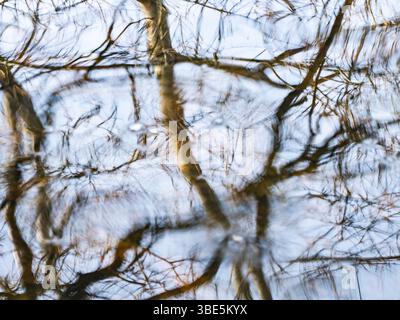 An abstract image capturing the reflection of barren trees on a calm water surface. The delicate branches create a pattern against the subtle winter s Stock Photo