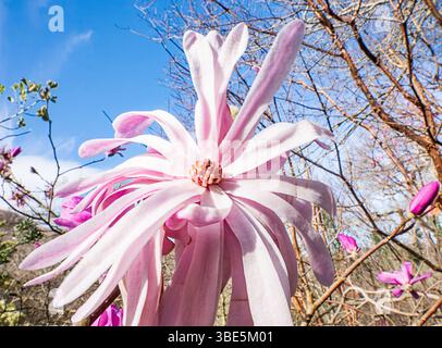 A stunning pink magnolia flower in full bloom, its delicate petals contrasting against a bright blue sky. Surrounding buds and branches hint at the re Stock Photo