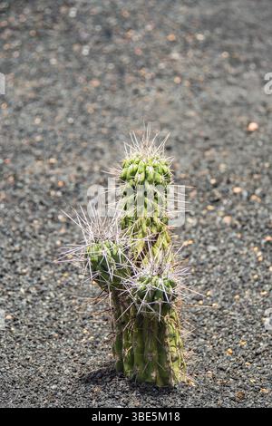 A close up of a vibrant green cactus thriving in the harsh volcanic soil. Surrounded by rugged terrain, this resilient plant symbolizes strength and a Stock Photo