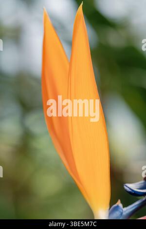 Close-up image of vibrant orange strelitzia flower petals set against a blurred green background, capturing the striking beauty and structure of this Stock Photo