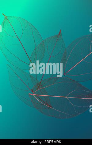 Delicate skeleton leaves with intricate vein patterns overlay a turquoise gradient backdrop, showcasing a blend of natural elegance and abstract art s Stock Photo