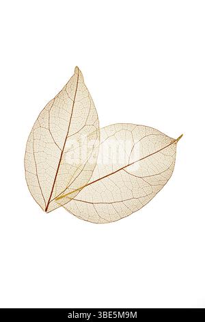 Delicate skeletal leaves displayed on a white background, showcasing intricate vein patterns. The transparent texture highlights the natural beauty an Stock Photo