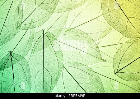 Beautiful image showcasing intricate leaf skeleton textures overlaying a green gradient background. The delicate patterns and natural colors create a Stock Photo