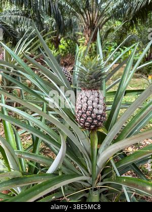 Close-up of a ripe pineapple growing amidst lush green leaves in a tropical plantation. The vibrant setting highlights the fruit's texture and the sur Stock Photo