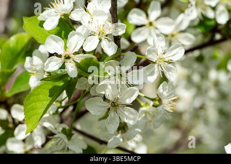 A close-up view of apple tree blossoms bathed in springtime sunlight. The delicate white petals and lush green leaves create a vibrant and fresh sprin Stock Photo