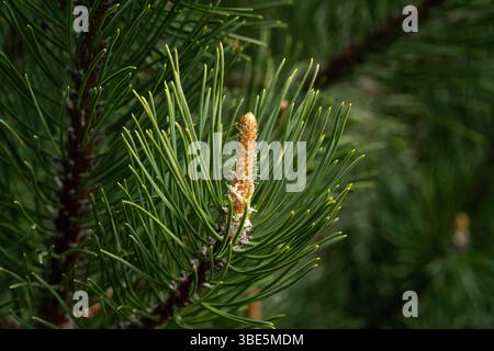 Detailed close-up of a pine branch covered with fresh green needles ...