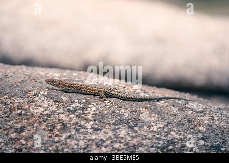 A lizard rests on a textured stone, basking in the sun. The intricate patterns on its skin blend with the rocky surface, creating a harmonious natural Stock Photo