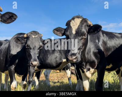 Group of black and white cows standing in a sunlit pasture against a bright blue sky in Victoria, Australia. The scene captures the tranquility and na Stock Photo