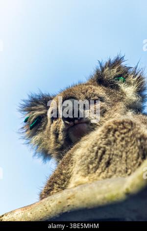 A close up image of a koala resting on a tree branch, showcasing its thick fur and distinctive features in Victoria, Australia. Bright blue sky create Stock Photo