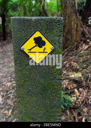 Yellow warning sign showing a tree falling hazard in the Great Ocean Road, Australia. Mounted on a moss covered post in a forest, it alerts hikers to Stock Photo