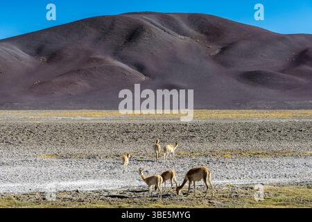 Vicunas graze peacefully in the Andean Highlands of La Puna, Argentina, surrounded by rugged hills and arid terrain under a clear blue sky, encapsulat Stock Photo