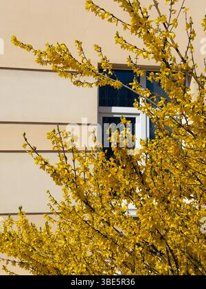 A vibrant forsythia bush with bright yellow flowers contrasts against a beige building wall, creating a lively spring scene featuring a white framed w Stock Photo