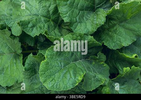 Detailed close-up shot of greater burdock leaves showing vibrant green texture and natural vein patterns. Perfect for botany and nature-themed visual Stock Photo
