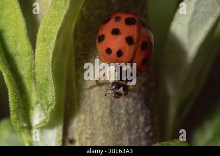 Red Harlequin Ladybird Stock Photo