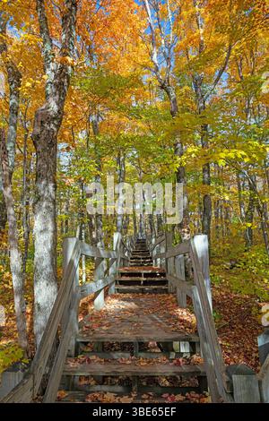 Leaf Covered Boadwalk in the Fall Forest in the Porcupine Mountains in Michigan Stock Photo