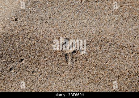 bird footprints in the sand on the west coast of ireland Stock Photo
