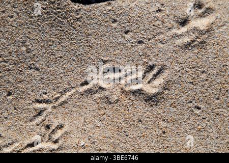 bird footprints in the sand on the west coast of ireland Stock Photo