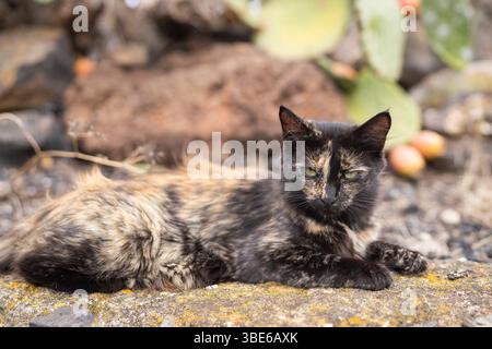 Feral cat (Felis catus), Tenerife. A tortoiseshell ginger-red cat is lying down on a cactus garden background. Stock Photo