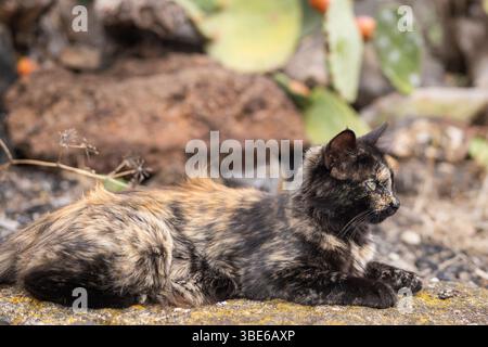 Feral cat (Felis catus), Tenerife. A tortoiseshell ginger-red cat is lying down on a cactus garden background. Stock Photo
