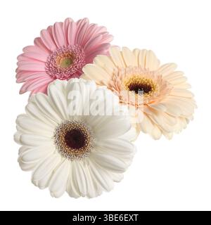 Beautiful colorful gerbera flowers isolated on white Stock Photo