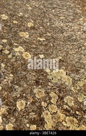 Dry lichen and moss on dark stone. Natural background Stock Photo