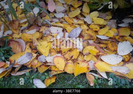Blades of green grass covered by fallen autumn leaves Stock Photo