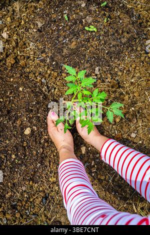tomato in woman hands close up Stock Photo - Alamy
