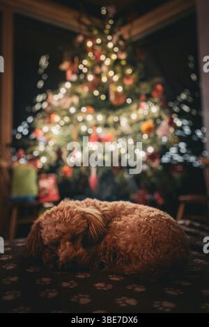 Cute Cockapoo puppy sleeping curled up on a blanket next to a magical real fir tree decorated with fairy lights on Christmas Eve Stock Photo